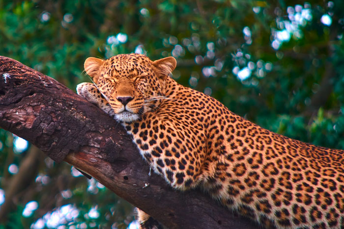 Suedafrika_700x467Px_2