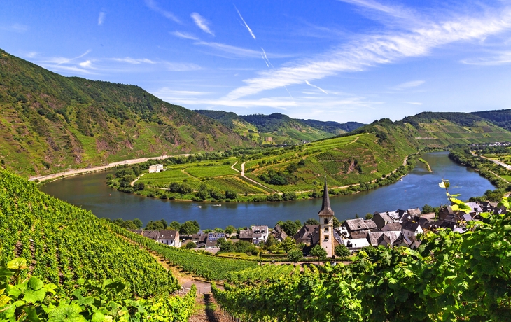 Weinberg mit roten Trauben bei Sonnenuntergang