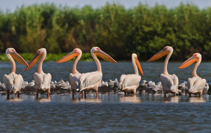 Donaudelta