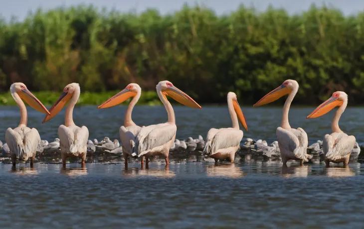 Donaudelta
