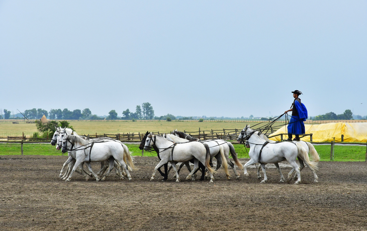 Puszta