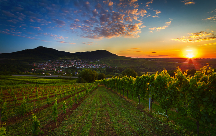 Weinberge in der Pfalz