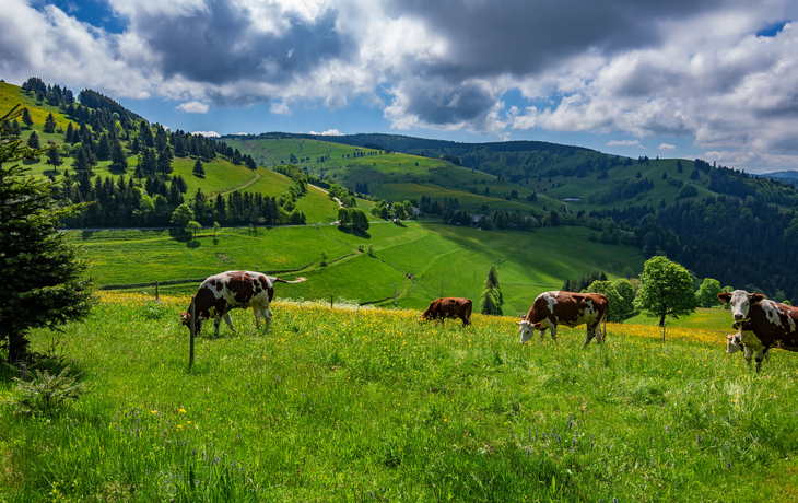Schwarzwald