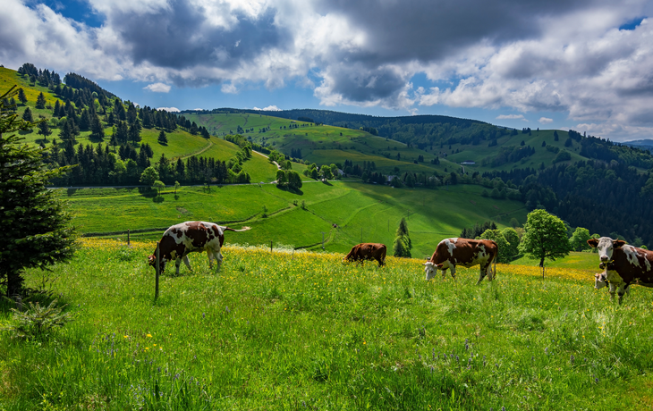 Schwarzwald