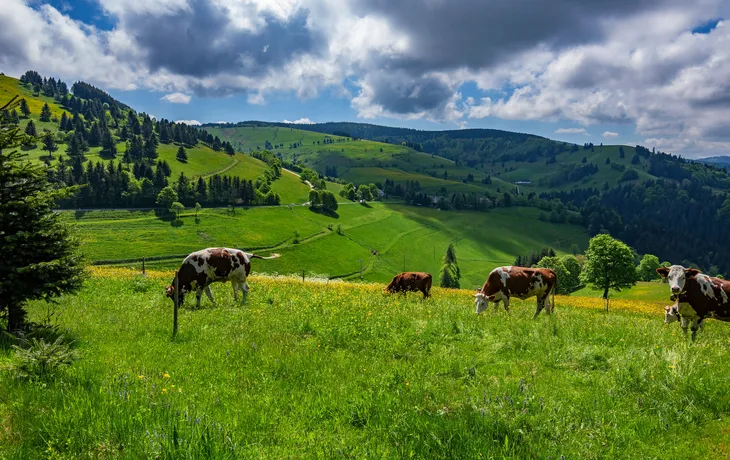 Schwarzwald