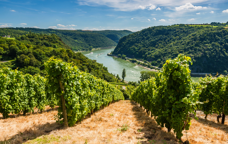 Weinberge