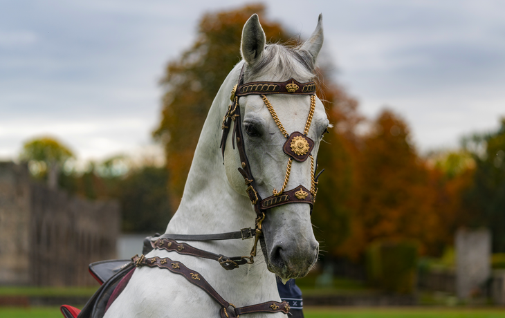 Lipizzaner