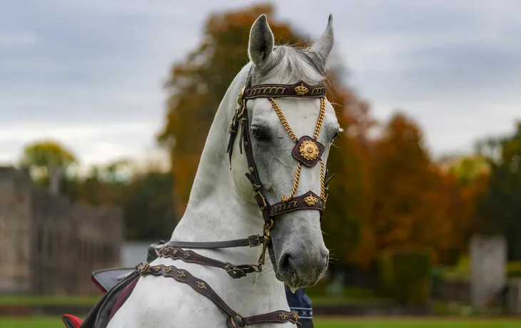 Lipizzaner