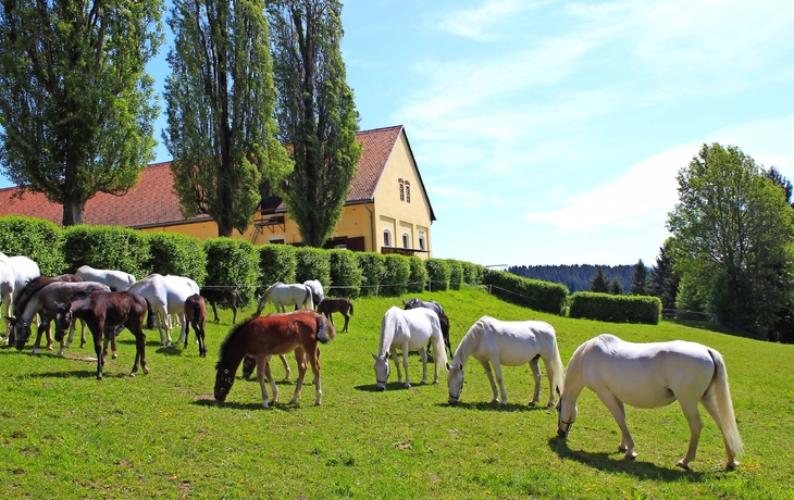 Lipizzaner