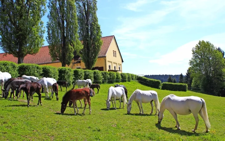 Lipizzaner