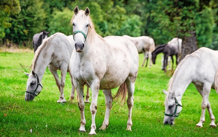 Lipizzaner