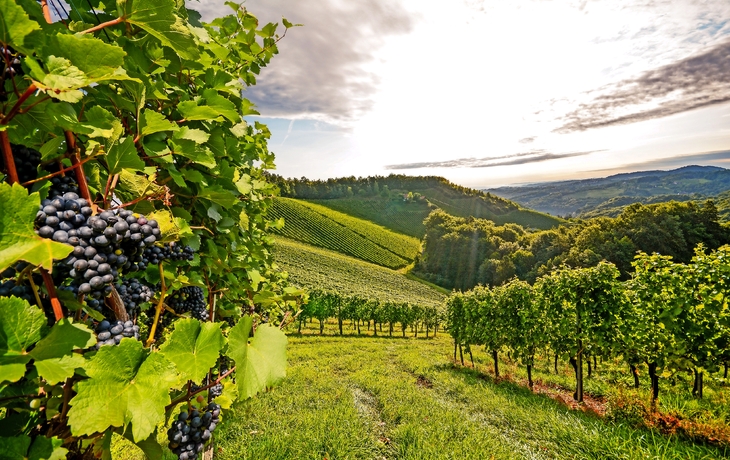 Weinbaugebiet