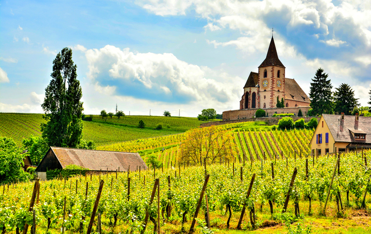 Weinberge