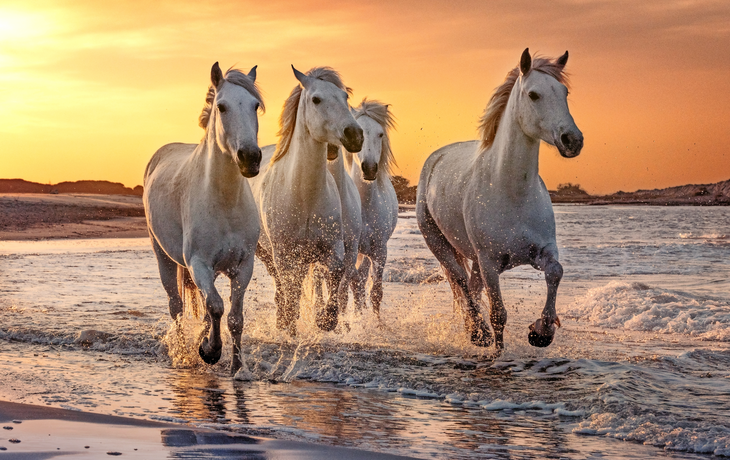 Pferde der Camargue
