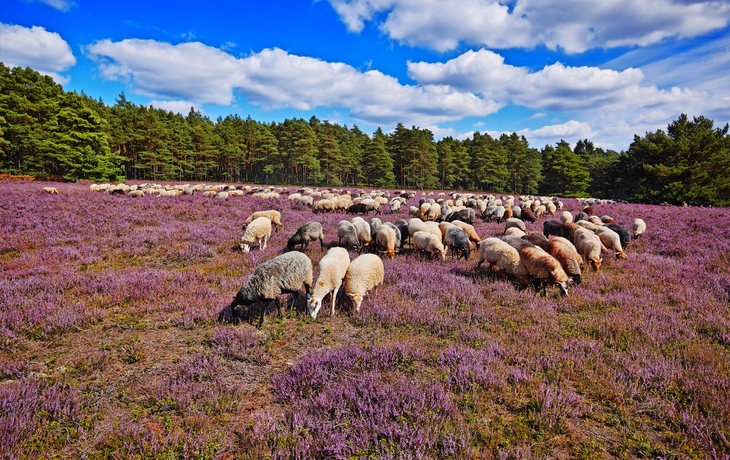 Lüneburger Heide