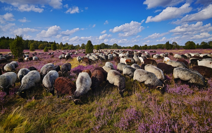 Lüneburger Heide