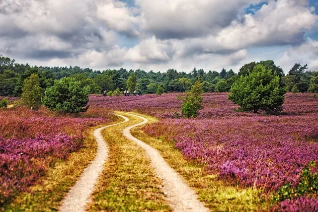 Lüneburger Heide