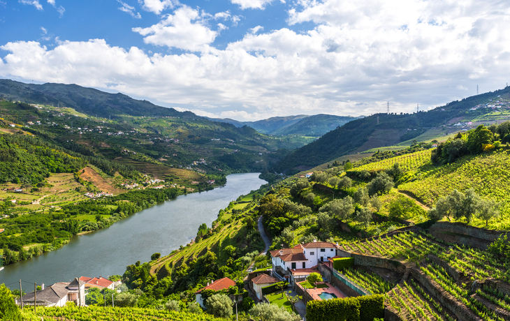 Weinberge im Douro Tal