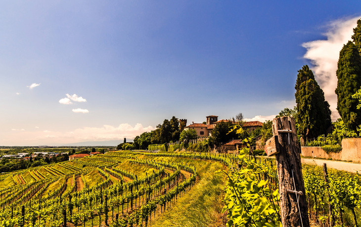 Collio, Weinanbau