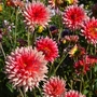 Viele Dahlien blühen im Garten orange  - Dahlia