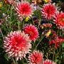 Viele Dahlien blühen im Garten orange  - Dahlia