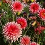 Viele Dahlien blühen im Garten orange  - Dahlia