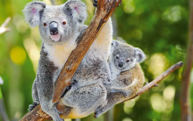 Koala