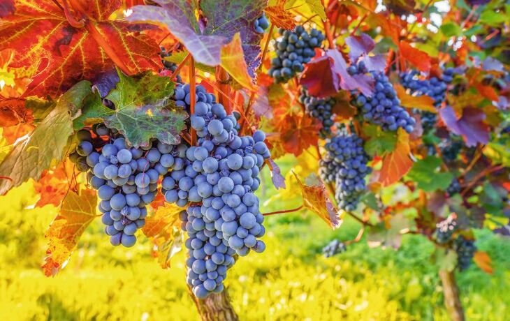 Weinreben im Herbst