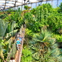 Riesentropenhalle Gondwanaland
