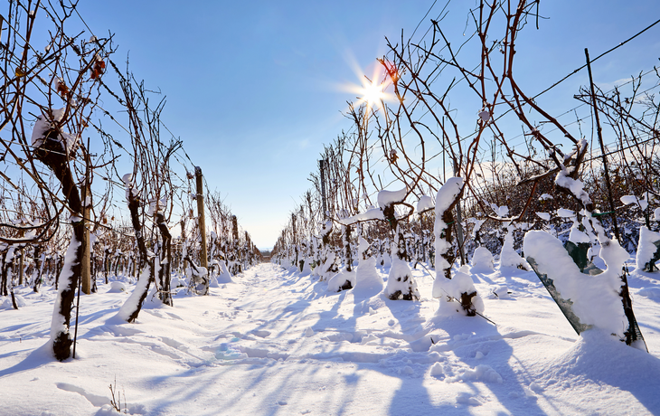 Weinberge am Main