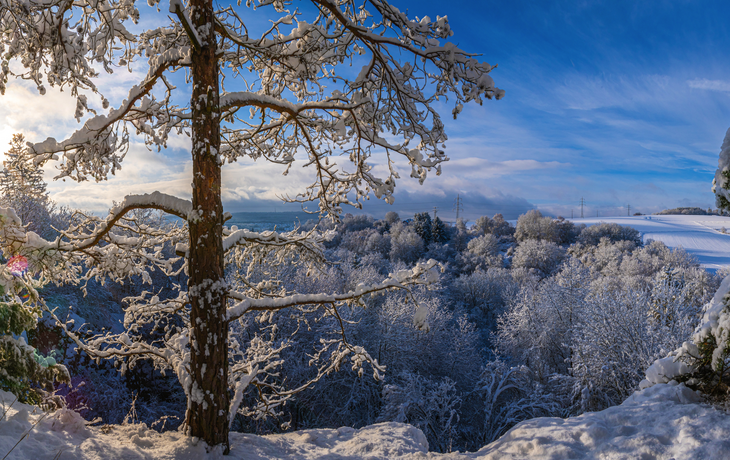 Winter im Taunus 