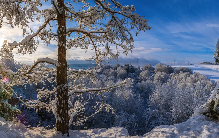 Winter im Taunus 