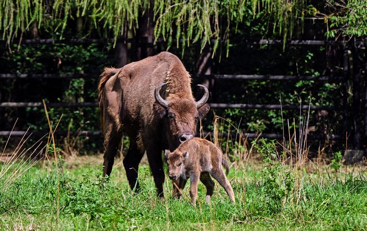 Wisent mit Kalb