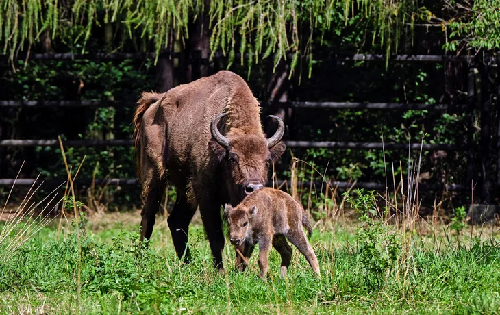 Wisent mit Kalb