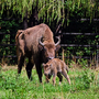 Wisent mit Kalb