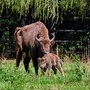 Wisent mit Kalb