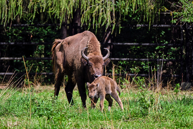 Wisent mit Kalb