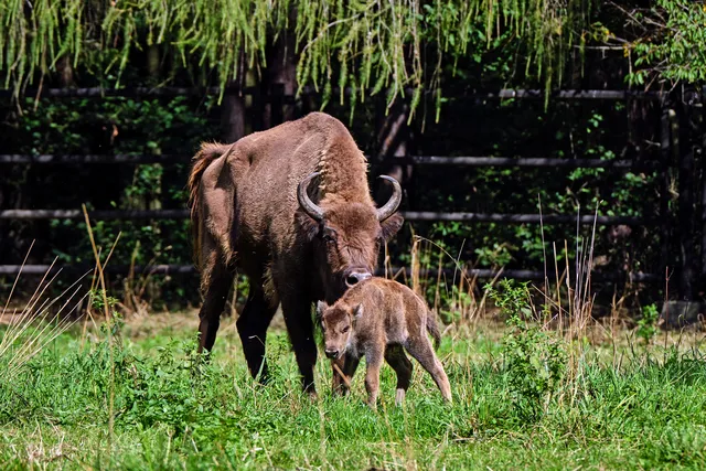 Wisent mit Kalb