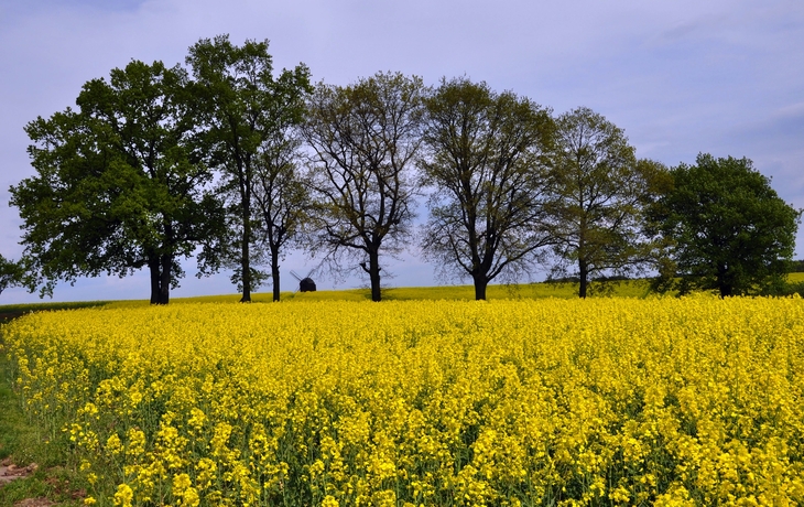 Dahlener Heide