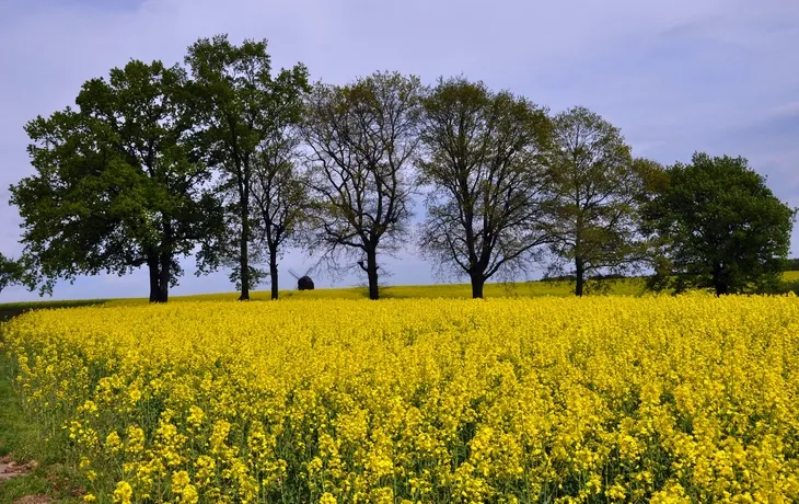 Dahlener Heide