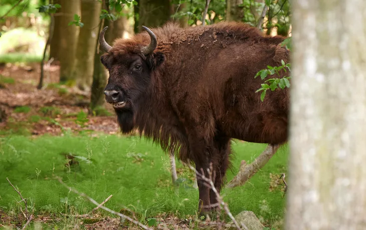 Bison im Freigehege