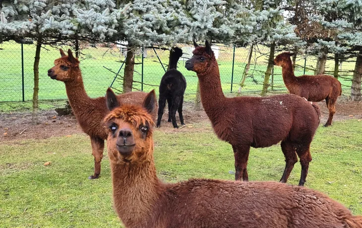 Alpakas