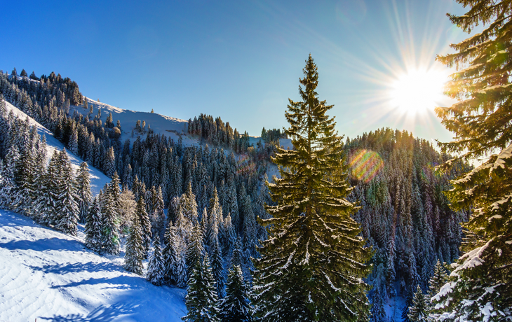 Wald im Winter