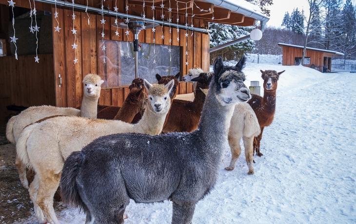A colorful group of alpacas stands together in the snow near a wooden barn. Calm winter farm setting.