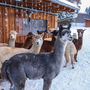 A colorful group of alpacas stands together in the snow near a wooden barn. Calm winter farm setting.