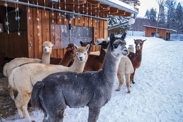A colorful group of alpacas stands together in the snow near a wooden barn. Calm winter farm setting.