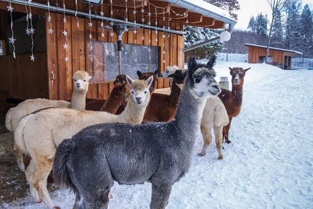 A colorful group of alpacas stands together in the snow near a wooden barn. Calm winter farm setting.