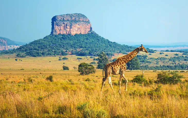 Krüger National Park