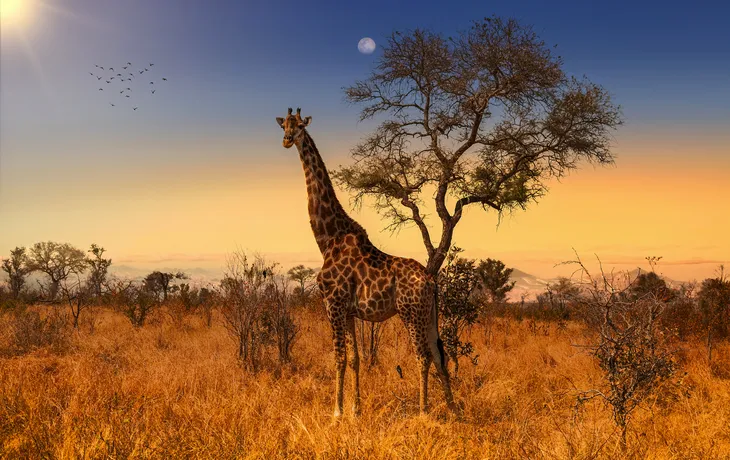 Kruger Nationalpark