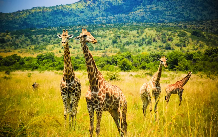 Krüger Nationalpark